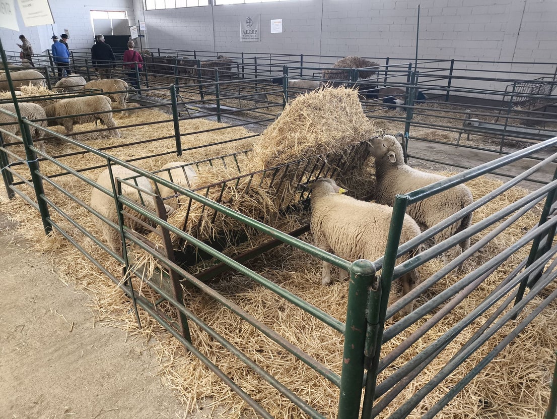 La Feria Agroganadera se celebró a pesar de la lengua azul