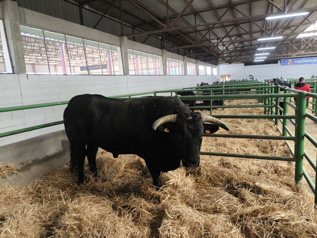 La Feria Agroganadera se celebró a pesar de la lengua azul
