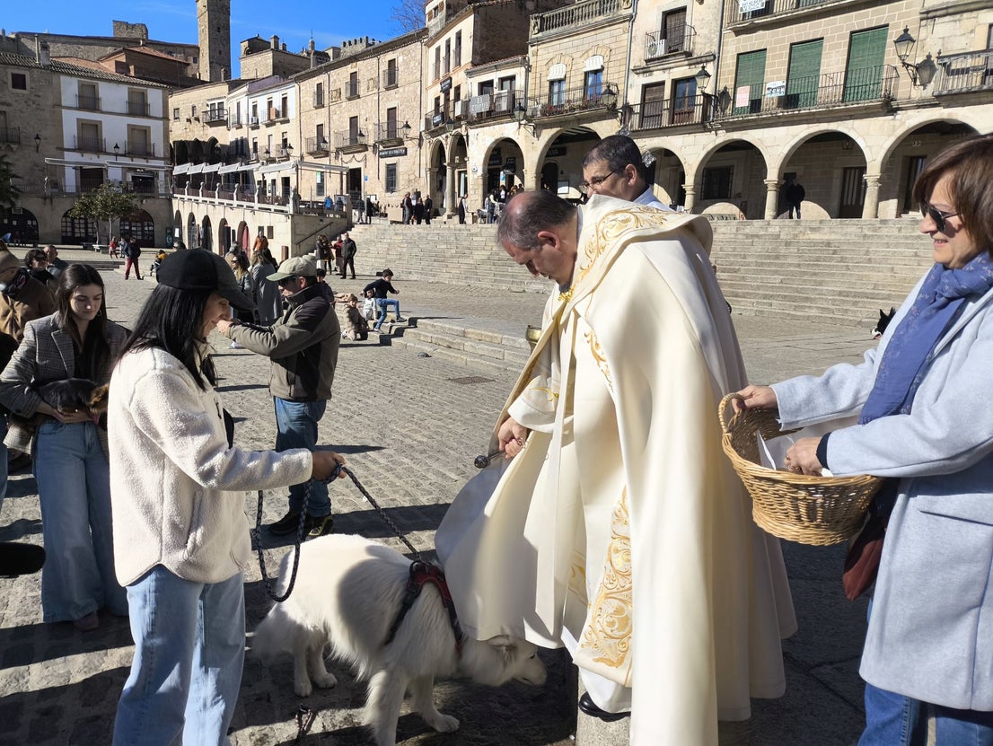 Las mascotas bendecidas por San Antón