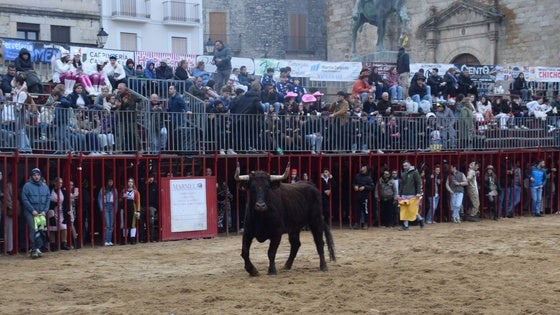Herido un hombre por una fuerte cogida en la capea de por la tarde
