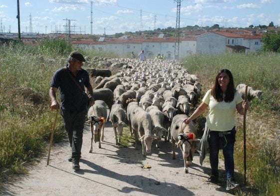 El pastor, junto con una de sus hermanas y el ganado, en su llegada a la ciudad, ayer