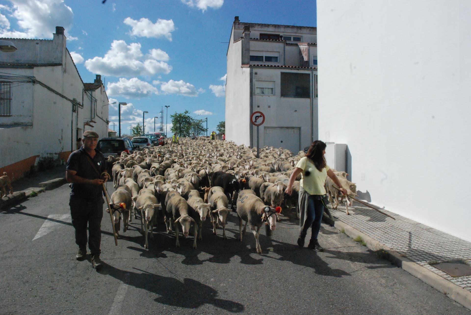 Calurosa despededida a José Manuel Sánchez, con sus 1.700 ovejas, camino de León