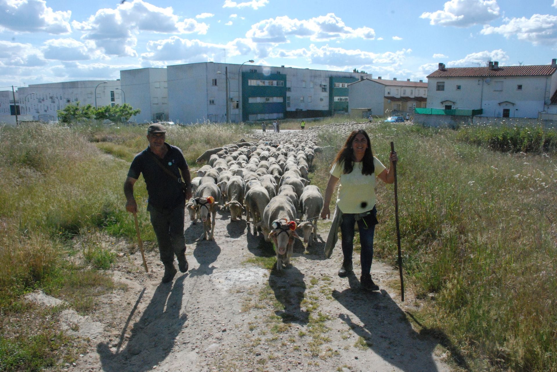Calurosa despededida a José Manuel Sánchez, con sus 1.700 ovejas, camino de León