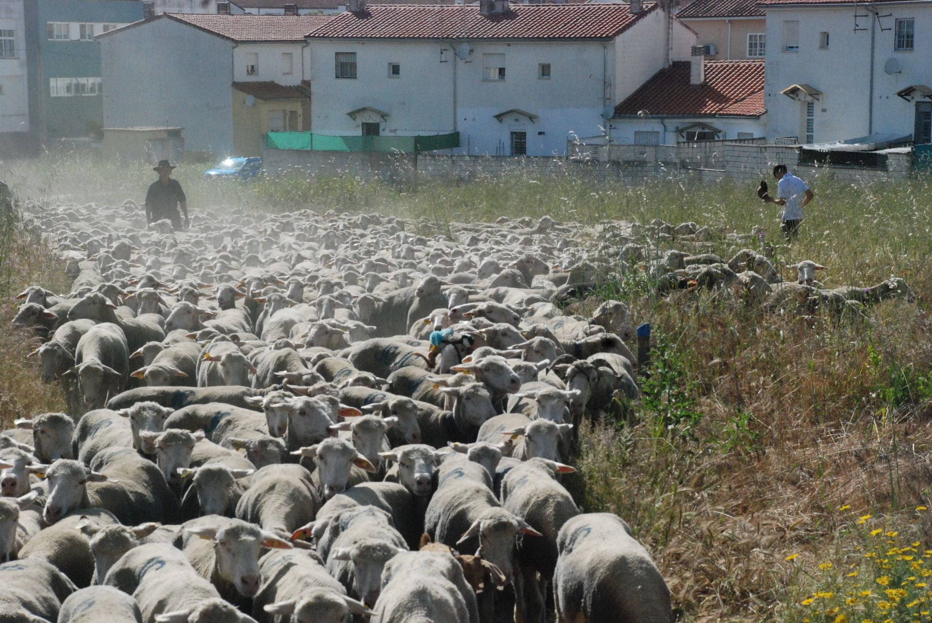 Calurosa despededida a José Manuel Sánchez, con sus 1.700 ovejas, camino de León