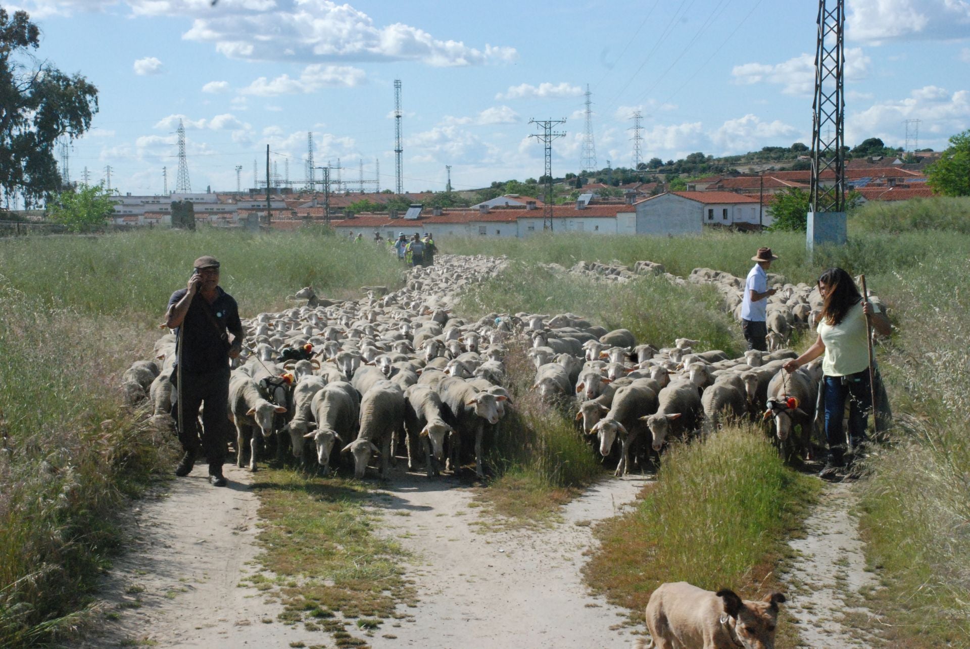 Calurosa despededida a José Manuel Sánchez, con sus 1.700 ovejas, camino de León