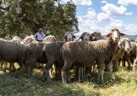 Ganado de ovejas merinas.