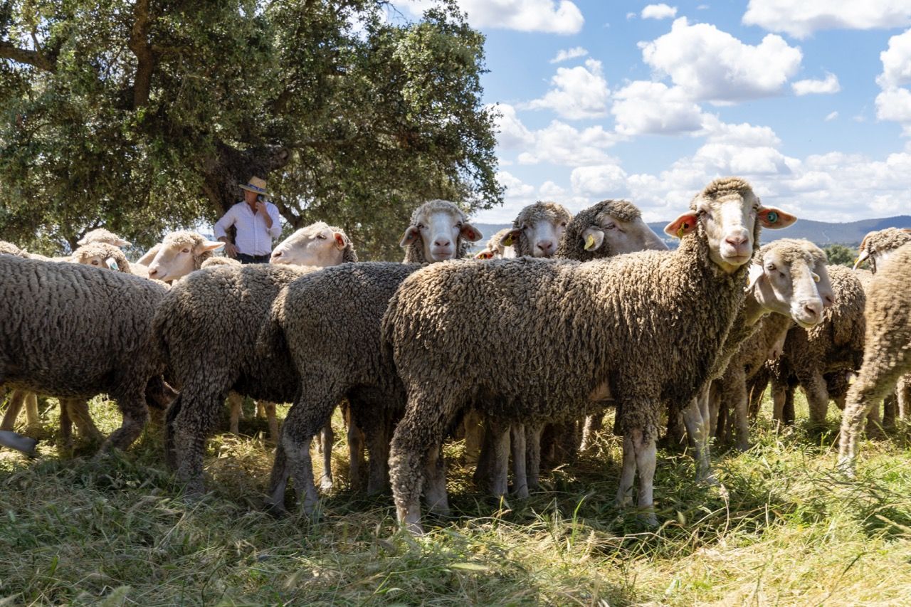 Ganado de ovejas merinas.