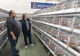 Los responsablese del club local, revisando algunas jaulas.