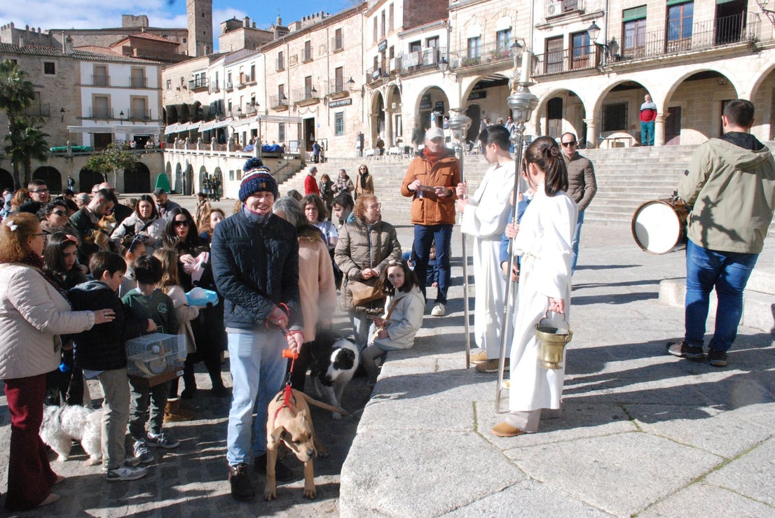 Bendición de los animales por San Antón
