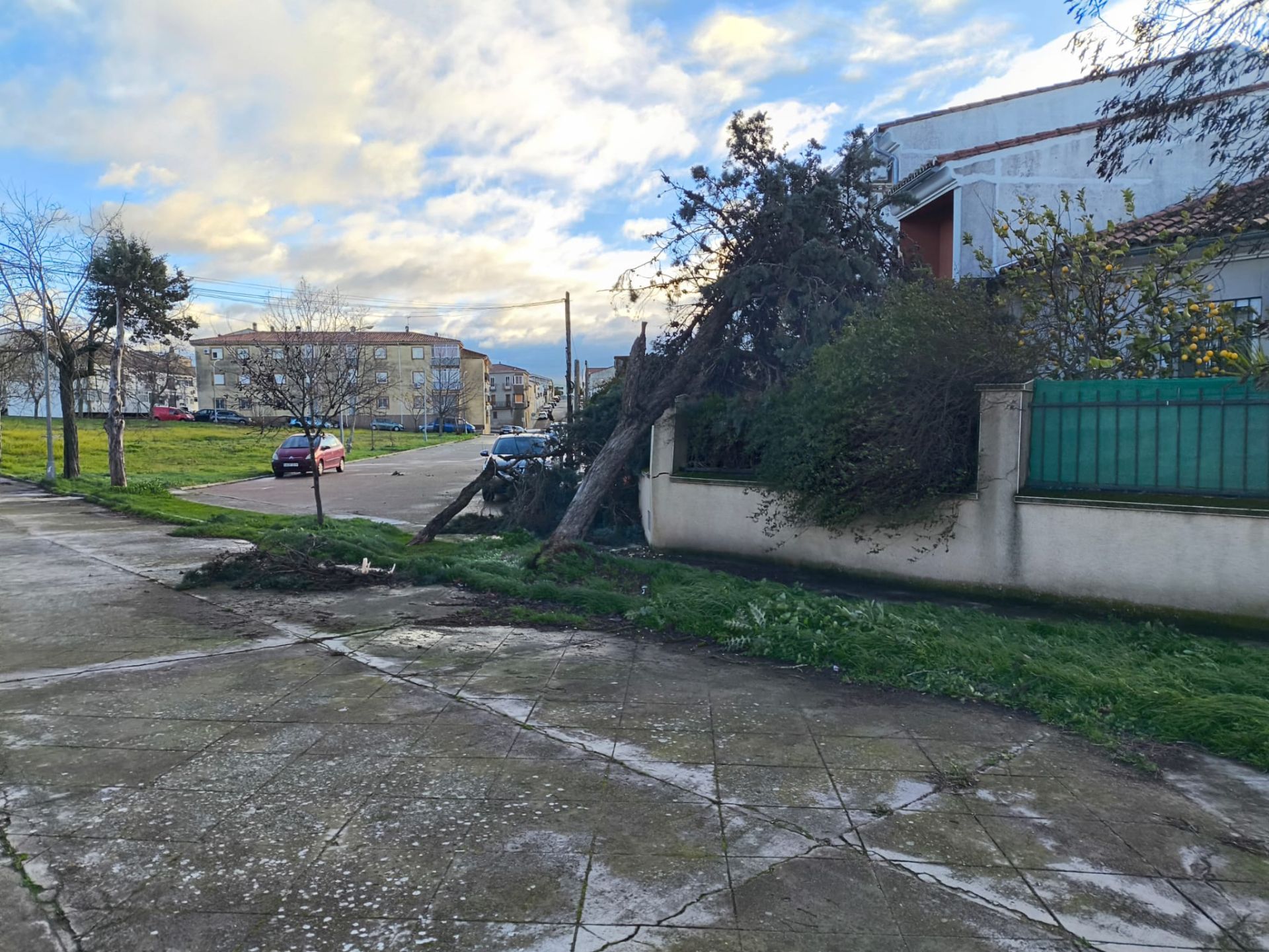 Imagen secundaria 2 - El temporal deja árboles caídos, carteles doblados y cornisas dañadas