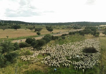 El ganado en su camino hacia tierras leoneas