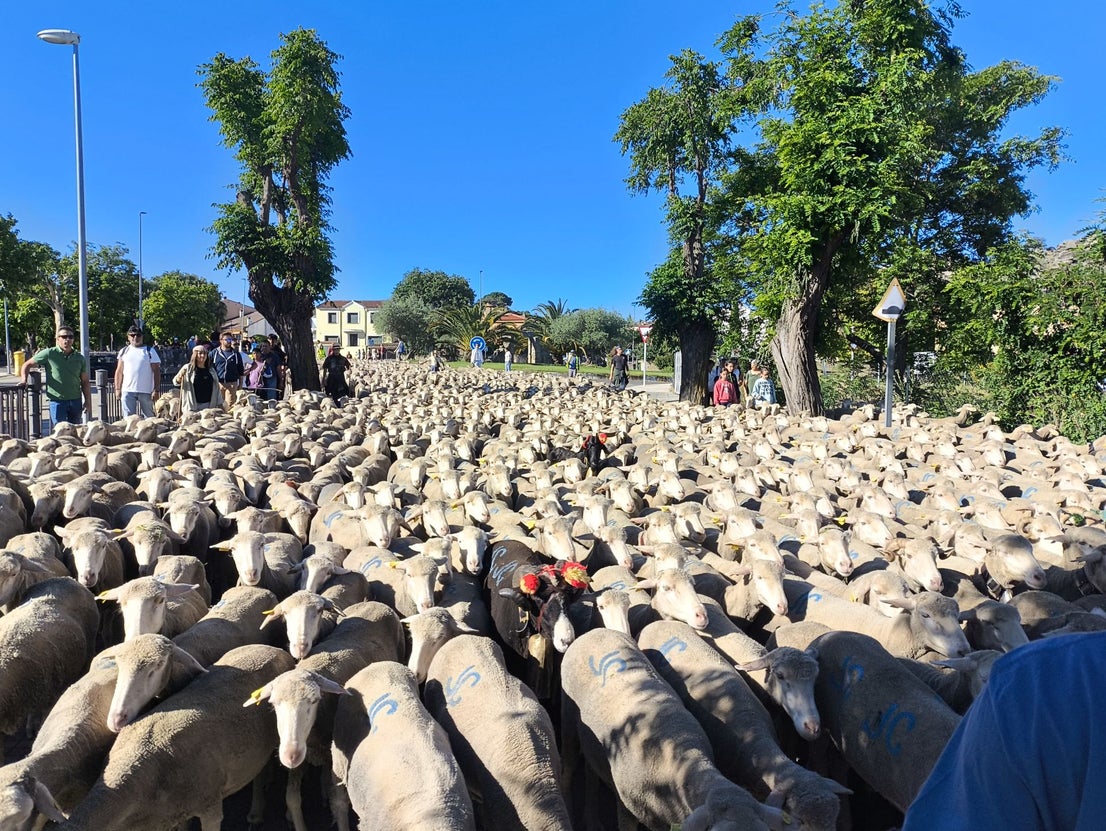 Una jornada dedicada a la trashumancia