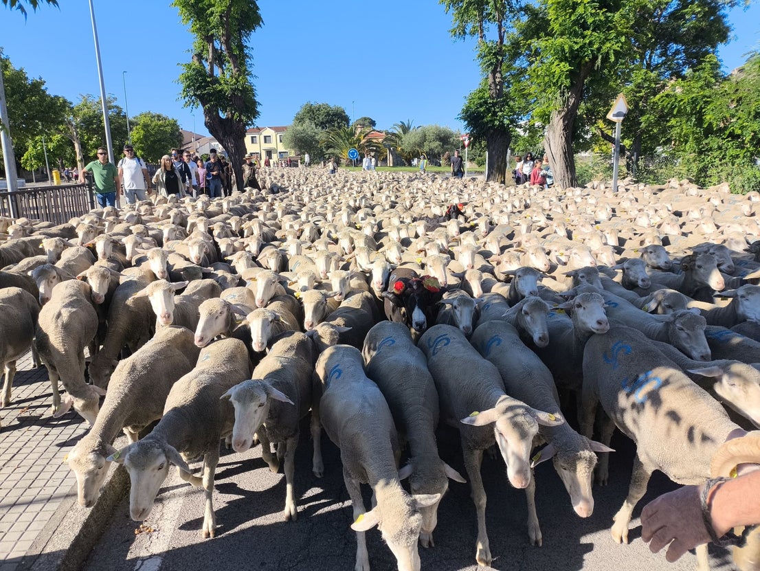 Una jornada dedicada a la trashumancia
