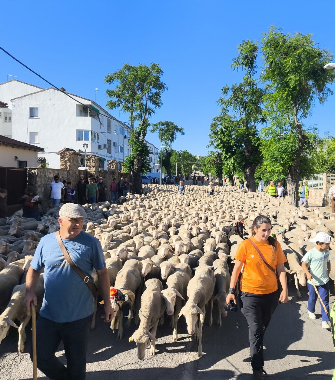 Una jornada dedicada a la trashumancia
