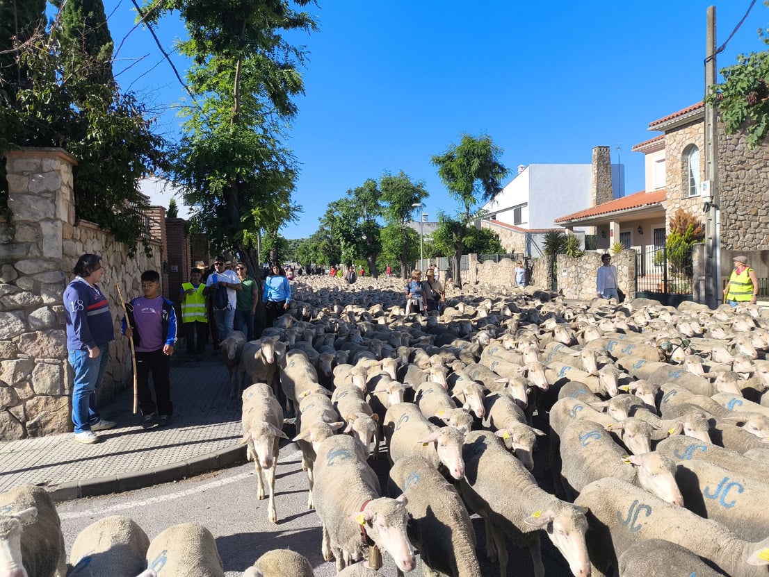 Una jornada dedicada a la trashumancia