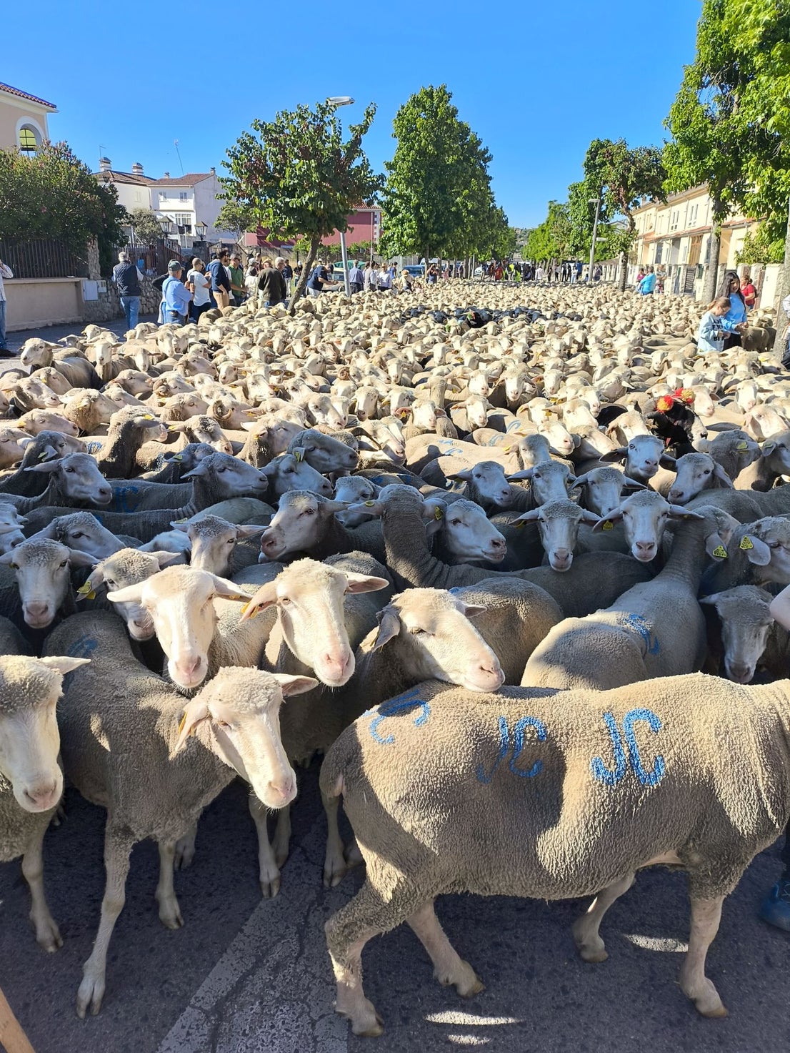 Una jornada dedicada a la trashumancia