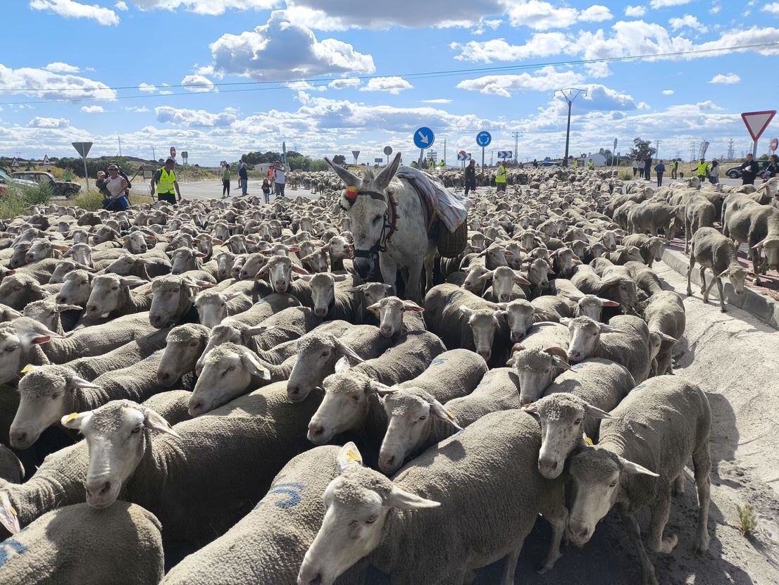 Una jornada dedicada a la trashumancia