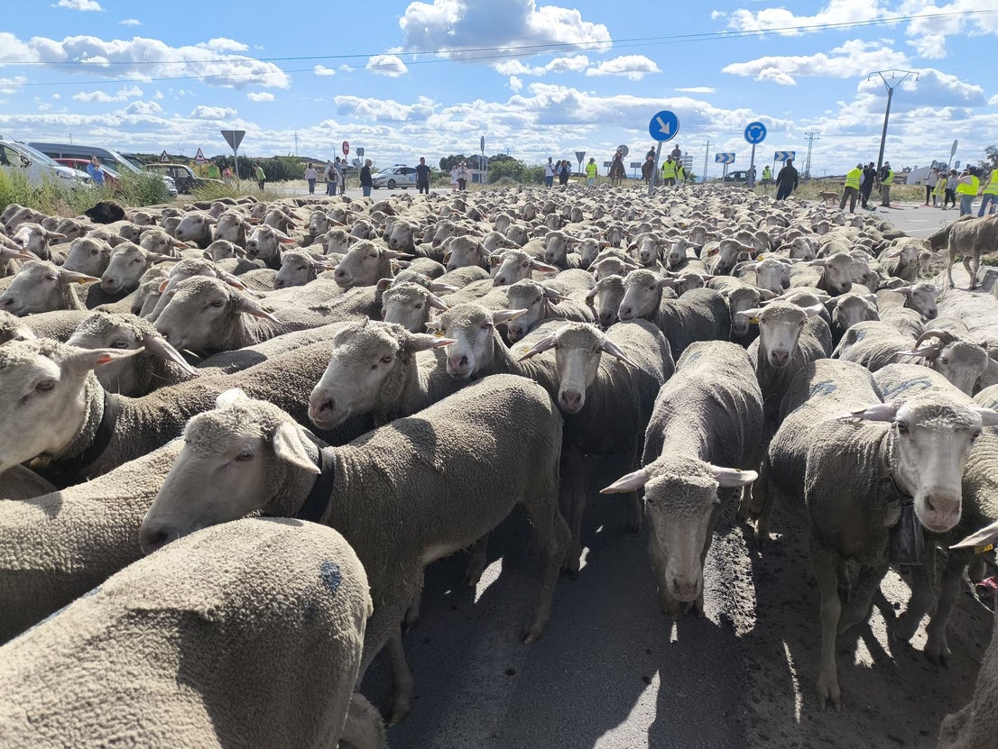 Una jornada dedicada a la trashumancia