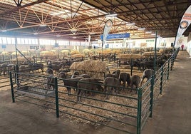 La Feria Agroganadera se celebra en las naves del Mercado Regional