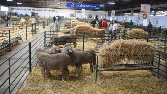 Exposición de ganado ovino en la Agroganadera