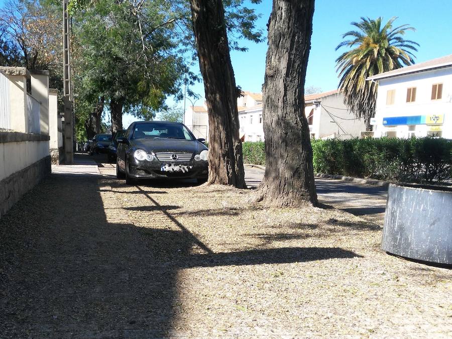 Continúan las quejas por los malos olores en la vía pública por los pájaros