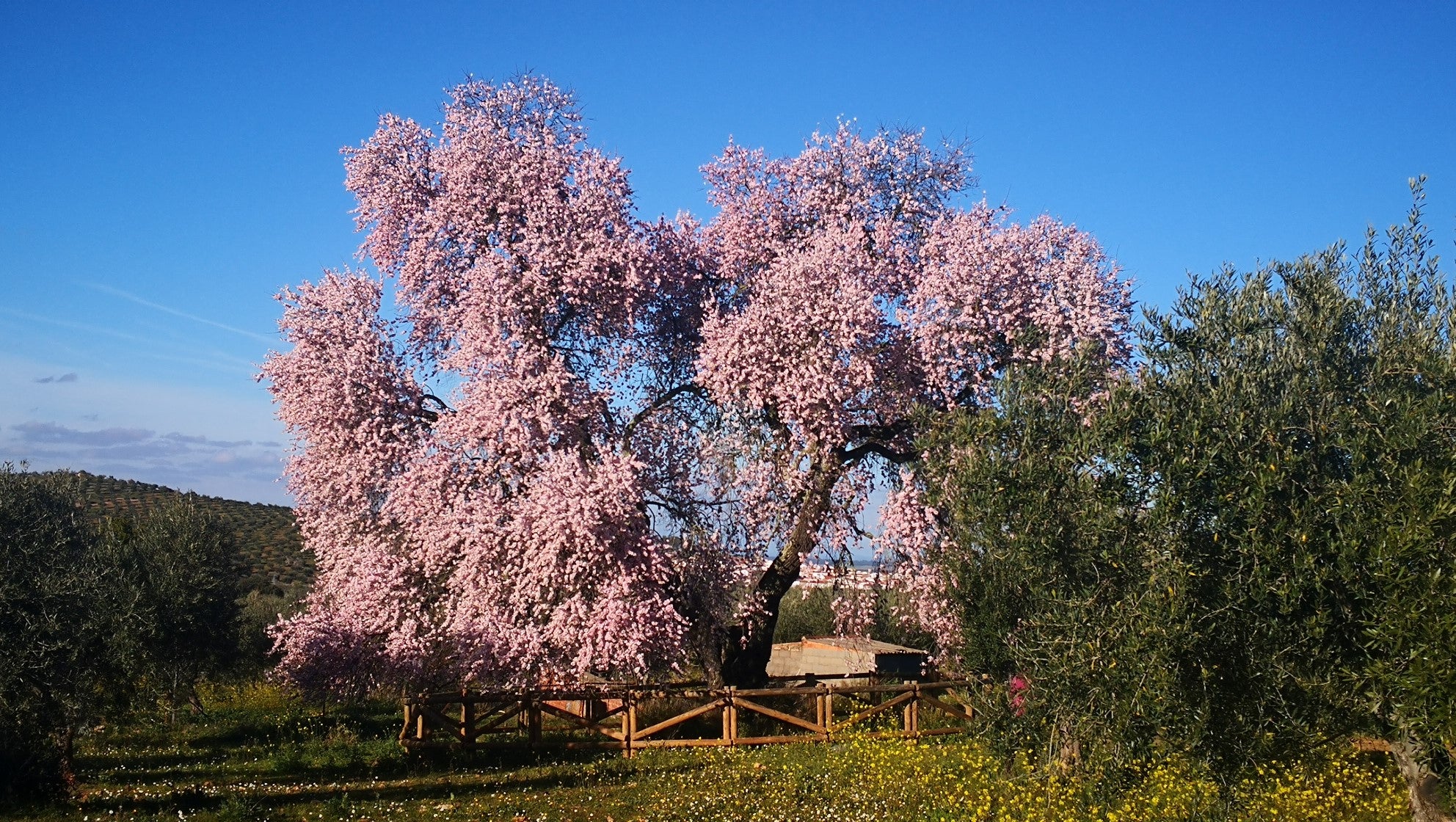 Algunas imágenes del Almendro Real, en plena floración (08-02-2019)