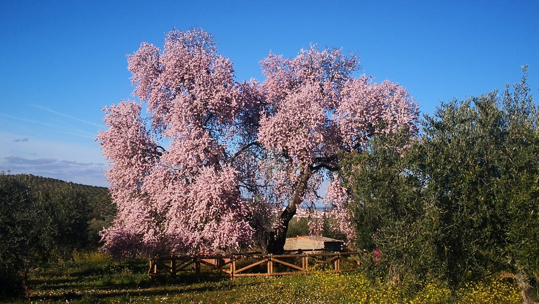 Algunas imágenes del Almendro Real, en plena floración (08-02-2019)