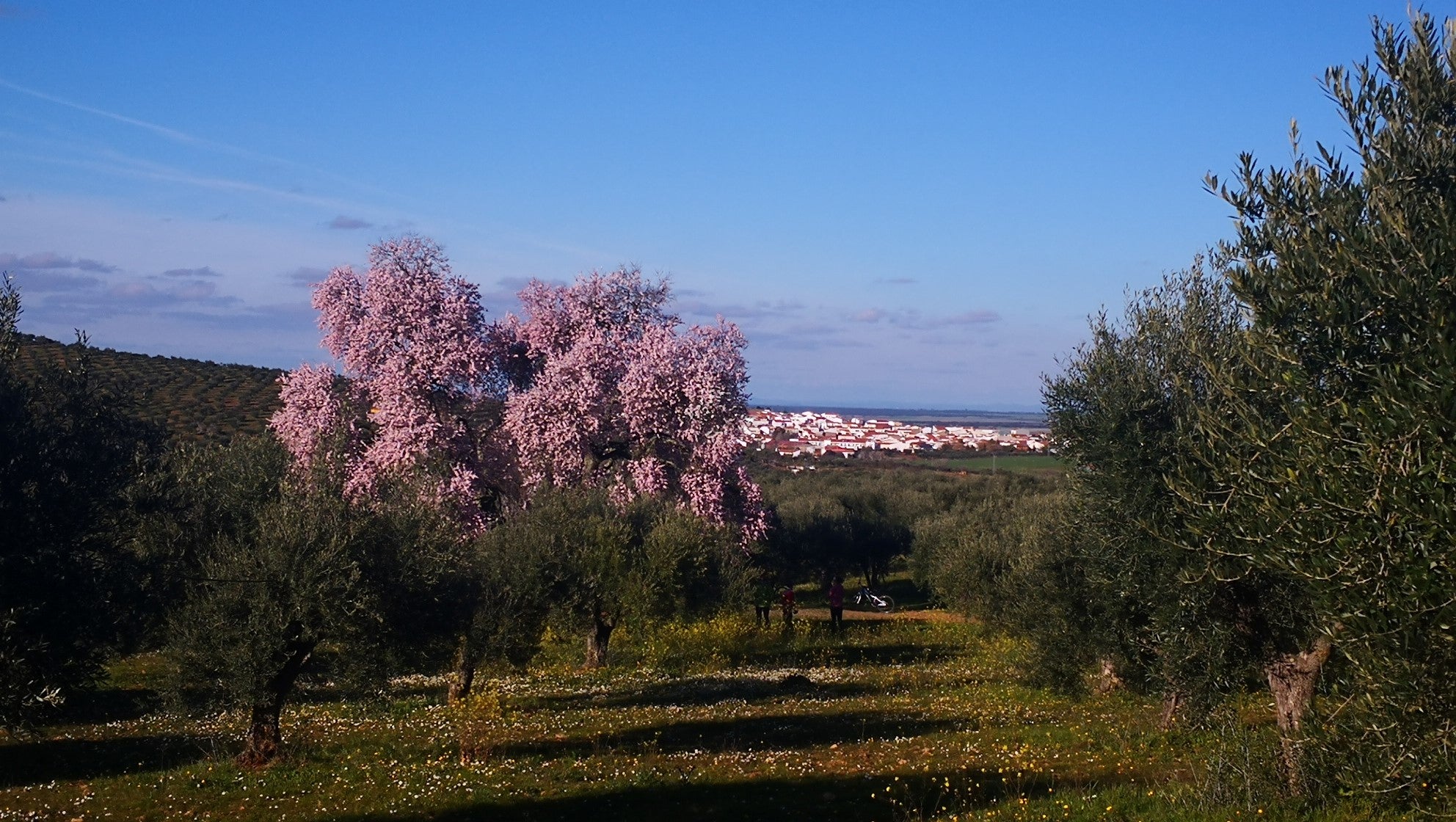 Algunas imágenes del Almendro Real, en plena floración (08-02-2019)