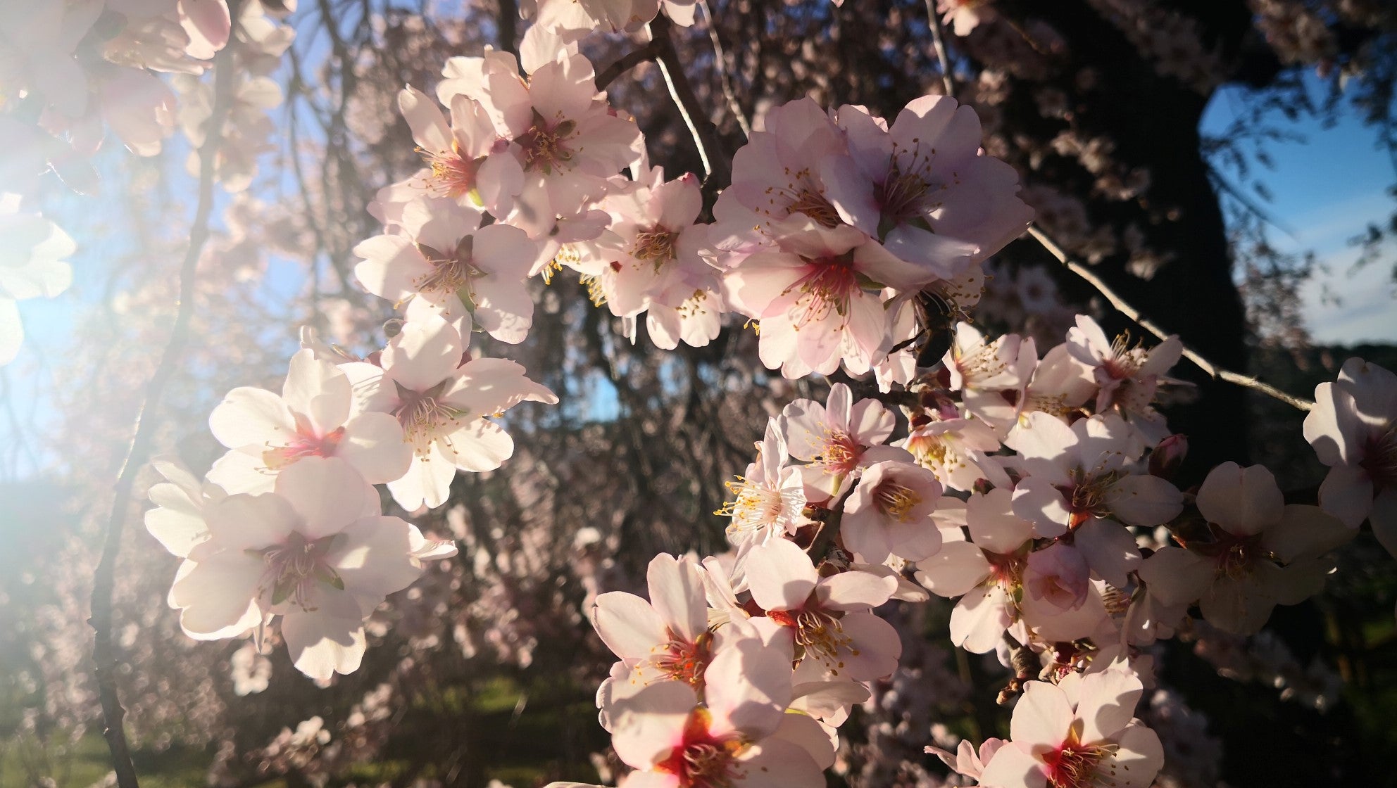 Algunas imágenes del Almendro Real, en plena floración (08-02-2019)
