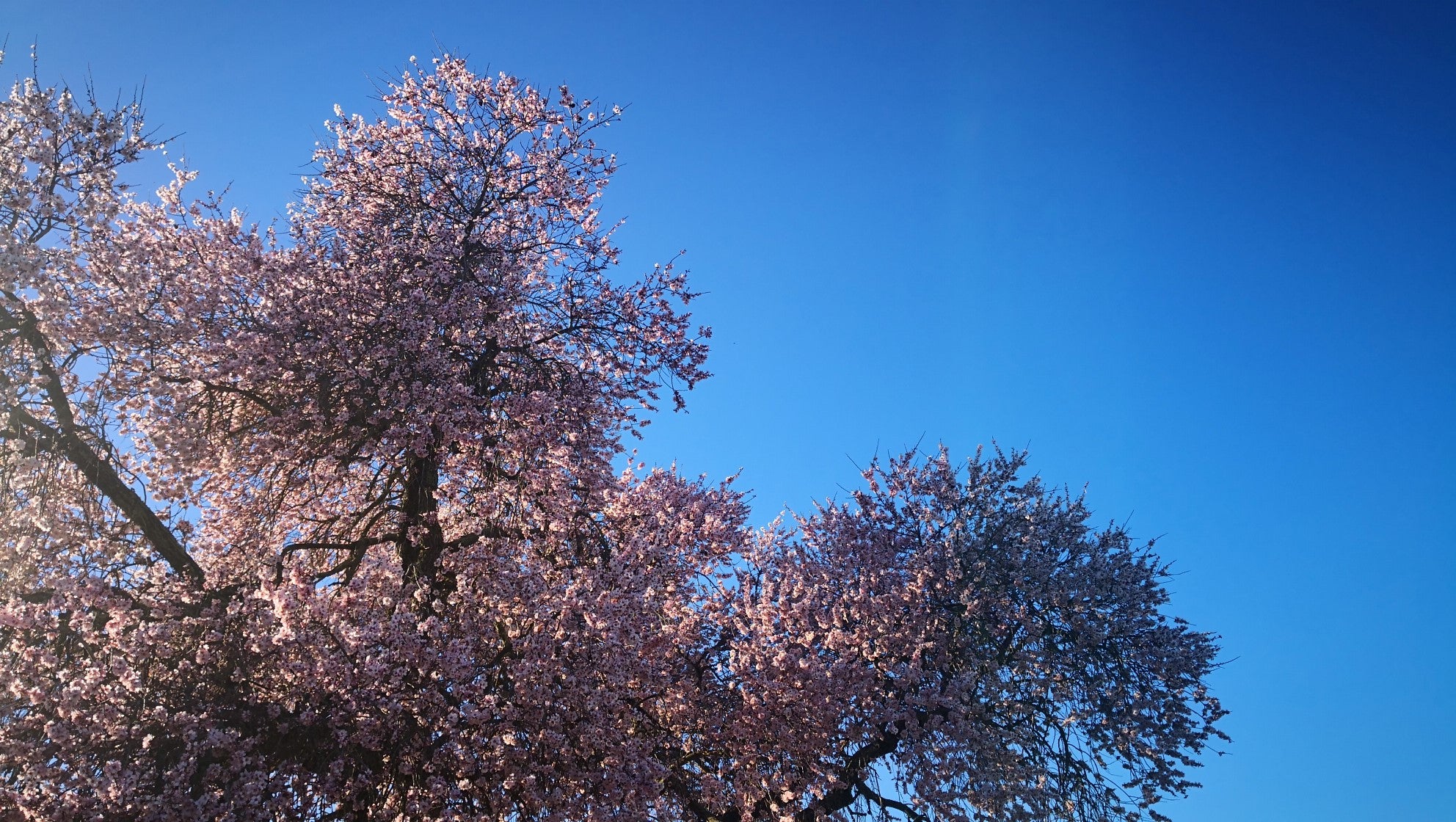 Algunas imágenes del Almendro Real, en plena floración (08-02-2019)