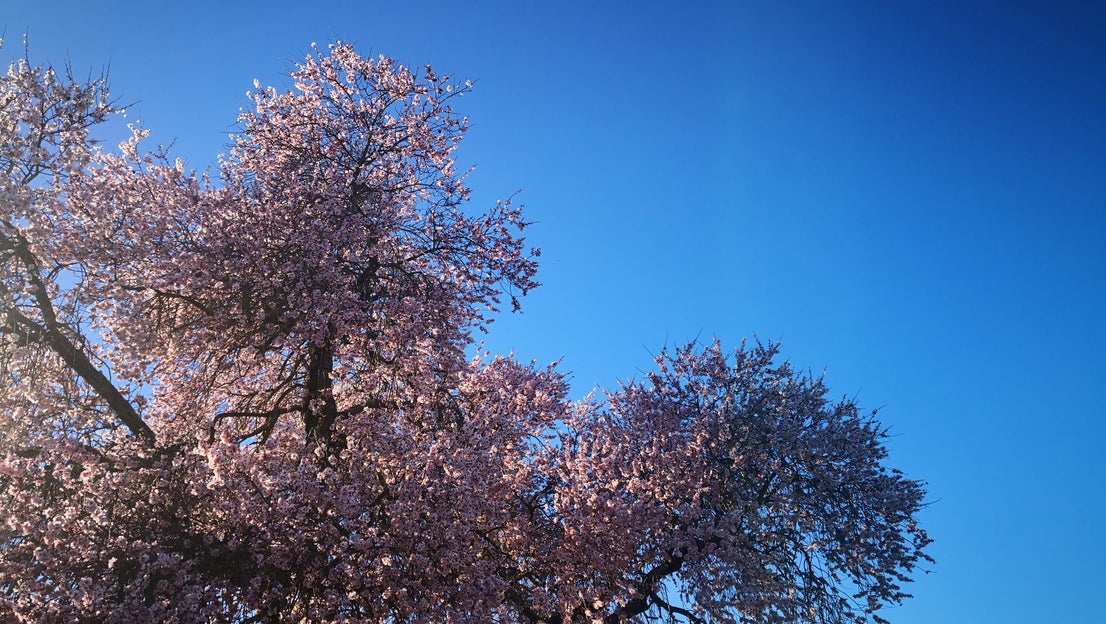 Algunas imágenes del Almendro Real, en plena floración (08-02-2019)