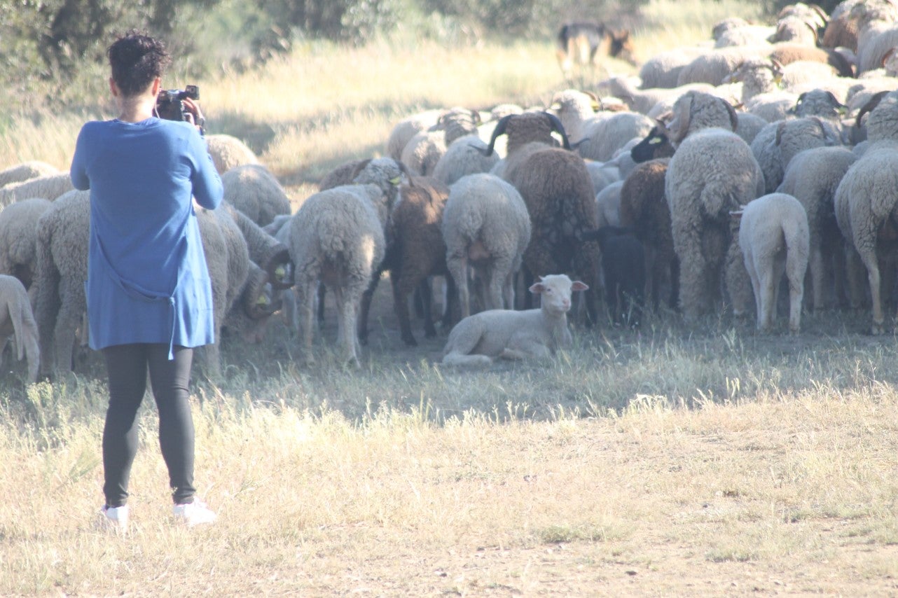 Imáenes de las actividades desarrolladas el domingo en la novena edición de 'vive la Trashumancia' (05-05-2019)