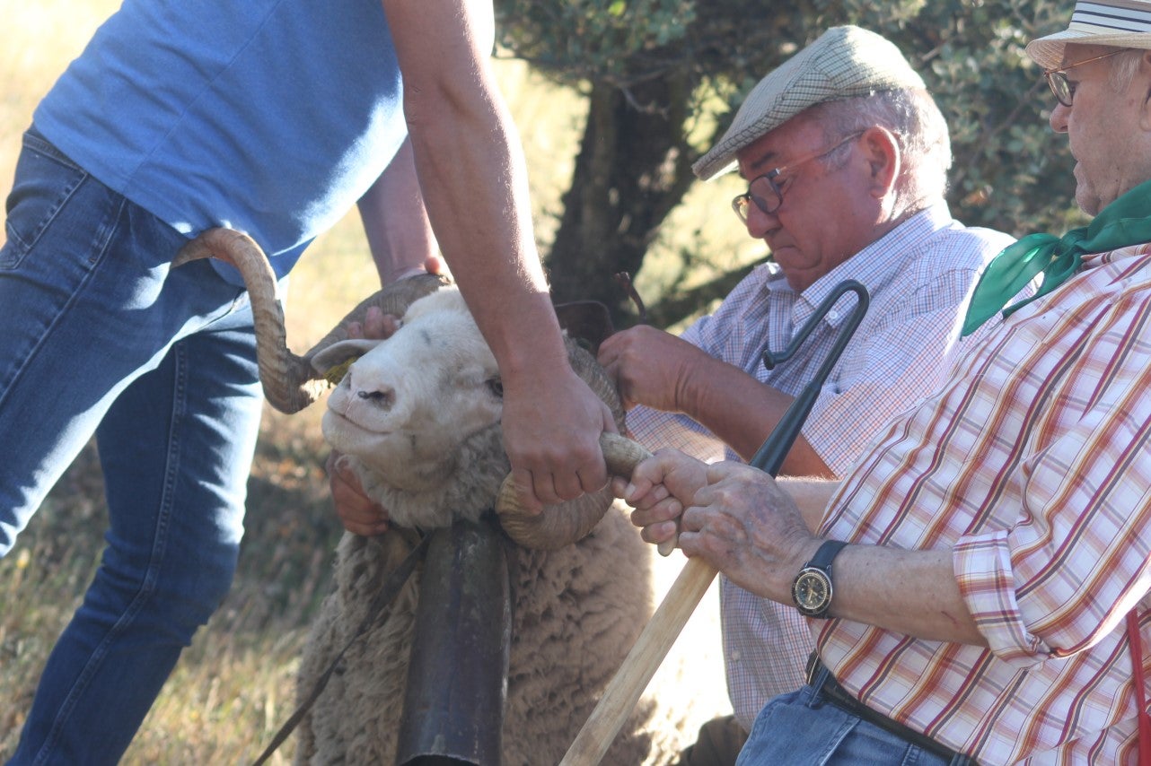 Imáenes de las actividades desarrolladas el domingo en la novena edición de 'vive la Trashumancia' (05-05-2019)