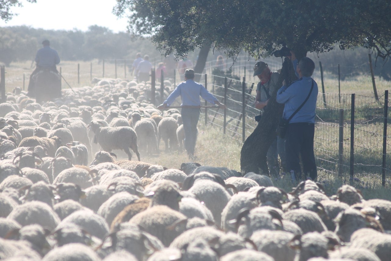 Imáenes de las actividades desarrolladas el domingo en la novena edición de 'vive la Trashumancia' (05-05-2019)