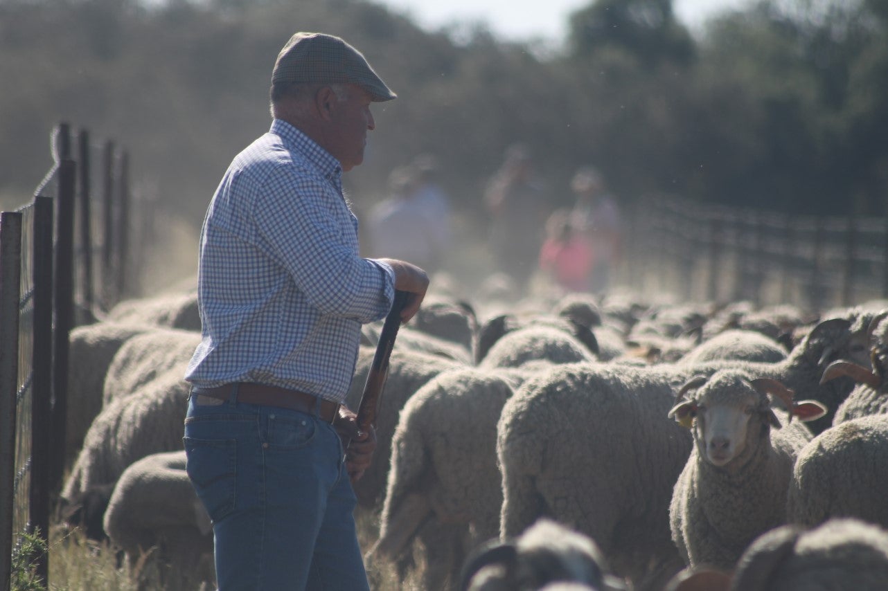 Imáenes de las actividades desarrolladas el domingo en la novena edición de 'vive la Trashumancia' (05-05-2019)