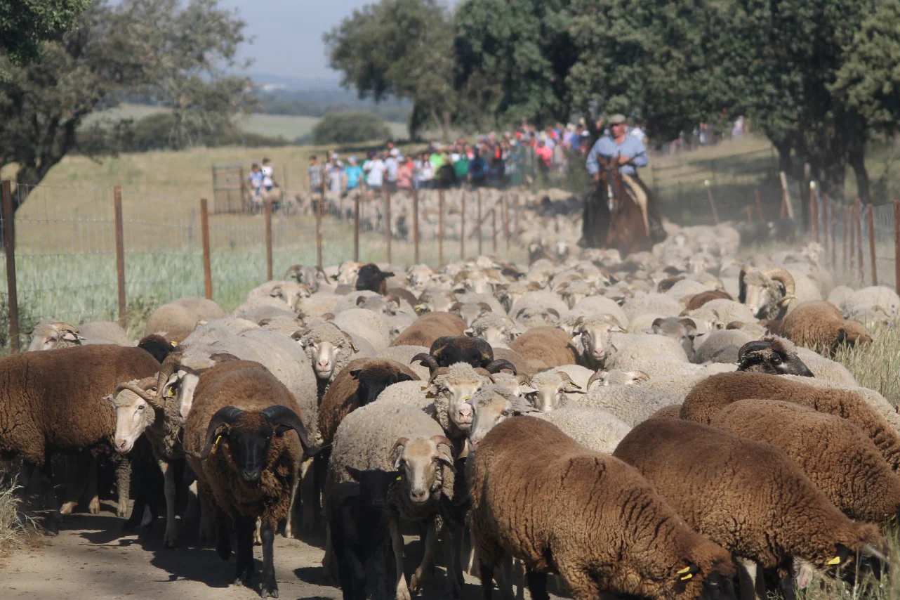 Imáenes de las actividades desarrolladas el domingo en la novena edición de 'vive la Trashumancia' (05-05-2019)