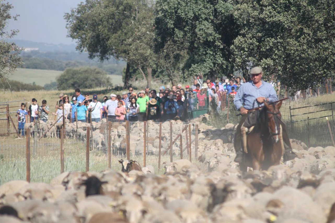 Imáenes de las actividades desarrolladas el domingo en la novena edición de 'vive la Trashumancia' (05-05-2019)