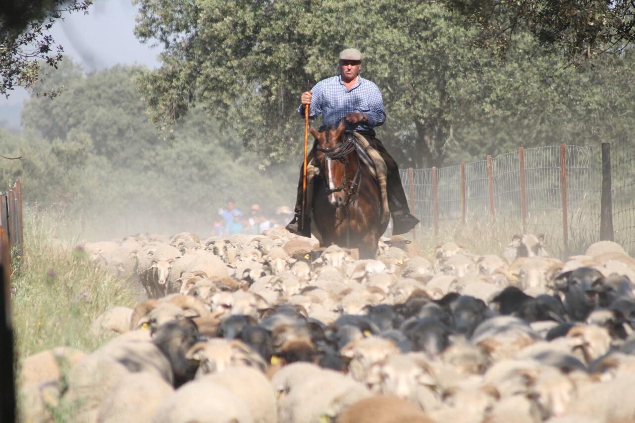 Imáenes de las actividades desarrolladas el domingo en la novena edición de 'vive la Trashumancia' (05-05-2019)