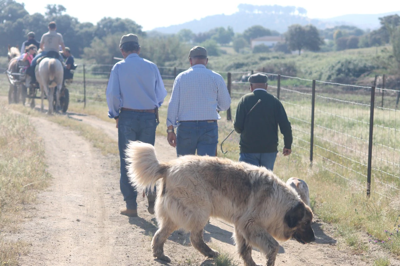 Imáenes de las actividades desarrolladas el domingo en la novena edición de 'vive la Trashumancia' (05-05-2019)