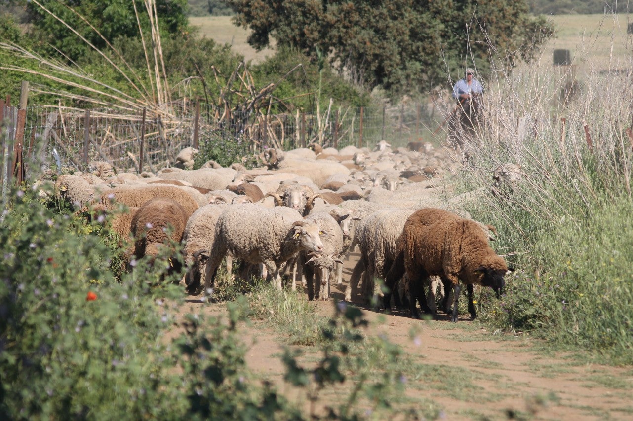 Imágenes de las actividades desarrolladas el domingo en la novena edición de 'vive la Trashumancia' (05-05-2019)