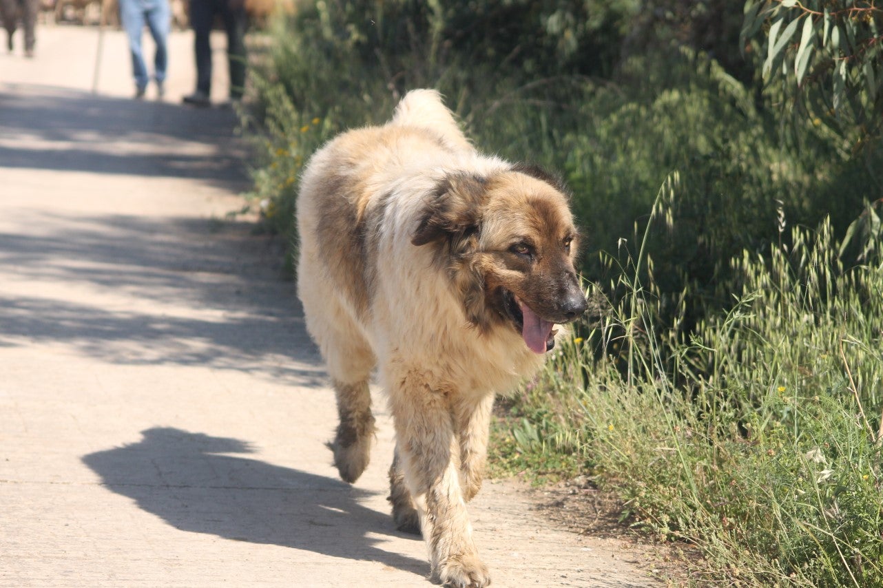 Imágenes de las actividades desarrolladas el domingo en la novena edición de 'vive la Trashumancia' (05-05-2019)