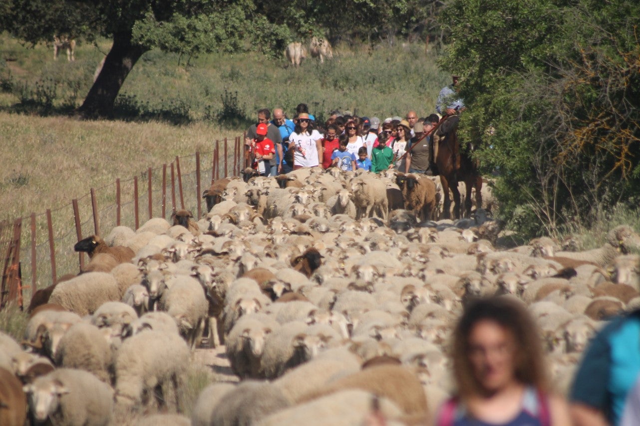 Imágenes de las actividades desarrolladas el domingo en la novena edición de 'vive la Trashumancia' (05-05-2019)