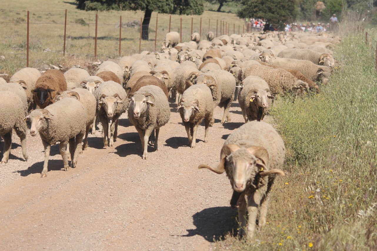 Imágenes de las actividades desarrolladas el domingo en la novena edición de 'vive la Trashumancia' (05-05-2019)
