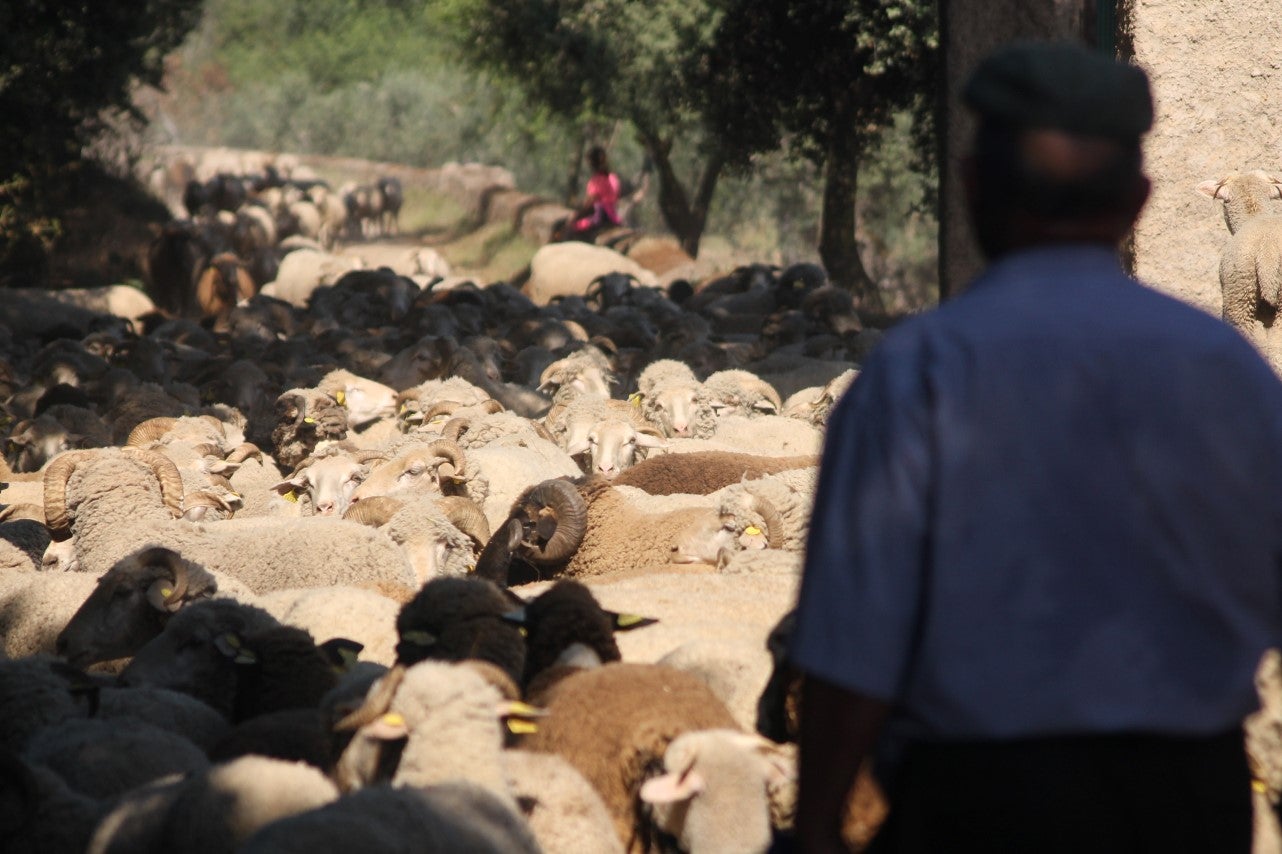 Imágenes de las actividades desarrolladas el domingo en la novena edición de 'vive la Trashumancia' (05-05-2019)
