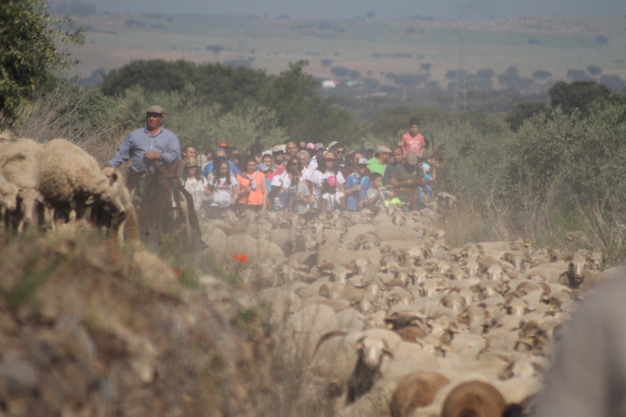 Imágenes de las actividades desarrolladas el domingo en la novena edición de 'vive la Trashumancia' (05-05-2019)