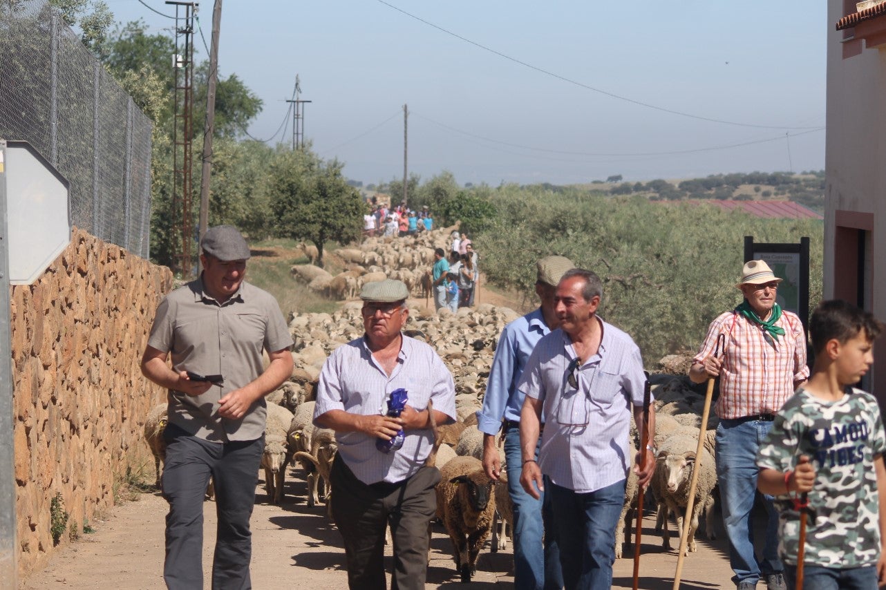 Imágenes de las actividades desarrolladas el domingo en la novena edición de 'vive la Trashumancia' (05-05-2019)