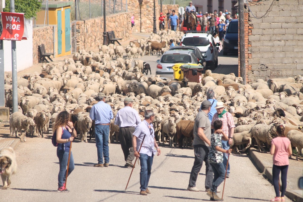 Imágenes de las actividades desarrolladas el domingo en la novena edición de 'vive la Trashumancia' (05-05-2019)