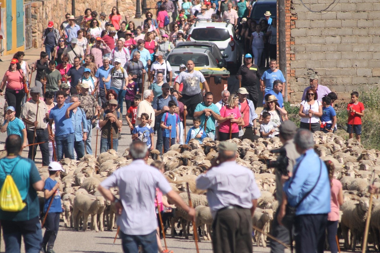 Imágenes de las actividades desarrolladas el domingo en la novena edición de 'vive la Trashumancia' (05-05-2019)