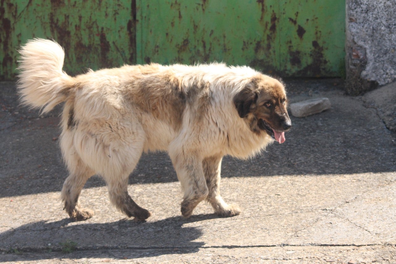 Imágenes de las actividades desarrolladas el domingo en la novena edición de 'vive la Trashumancia' (05-05-2019)