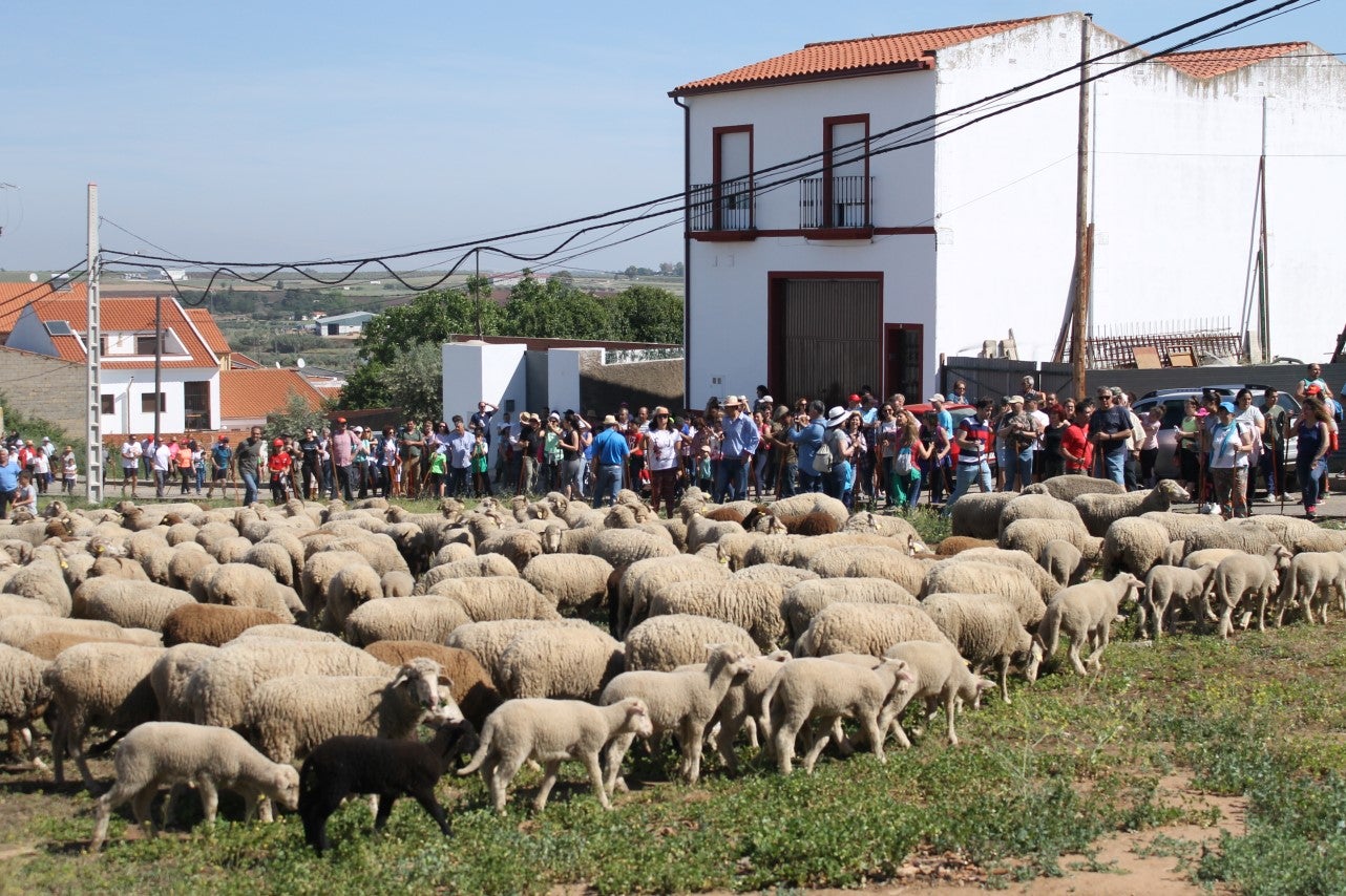 Imágenes de las actividades desarrolladas el domingo en la novena edición de 'vive la Trashumancia' (05-05-2019)